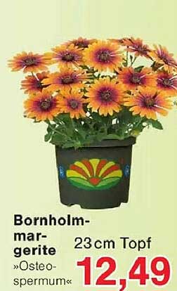 Bornholm-margerite »Osteospermum« 23cm Topf
