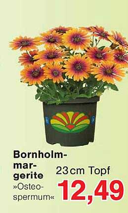 Bornholm-margerite »Osteospermum«
