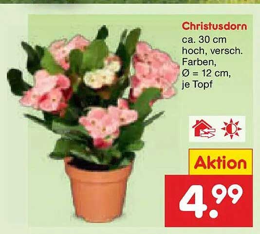Christusdorn