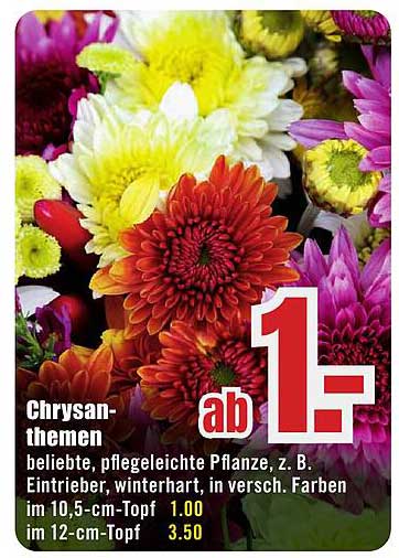 Chrysan-thenen beliebte, pflegeleichte Pflanze, z. B. Eintreiber, winterhart, in versch. Farben im 10,5-cm-Topf im 12-cm-Topf