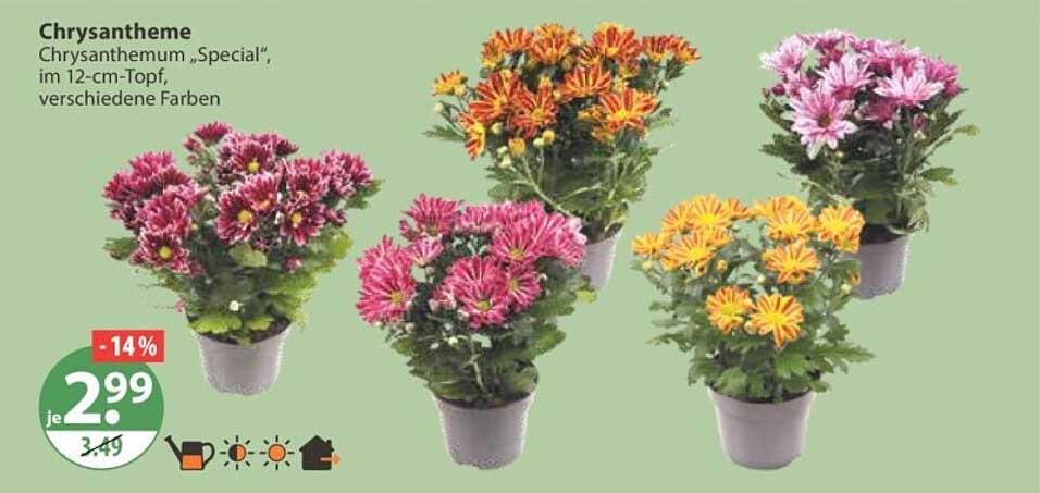 Chrysantheme Chrysanthemum „Special“, im 12-cm-Topf, verschiedene Farben