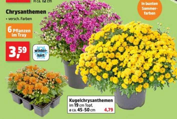 Chrysanthemen