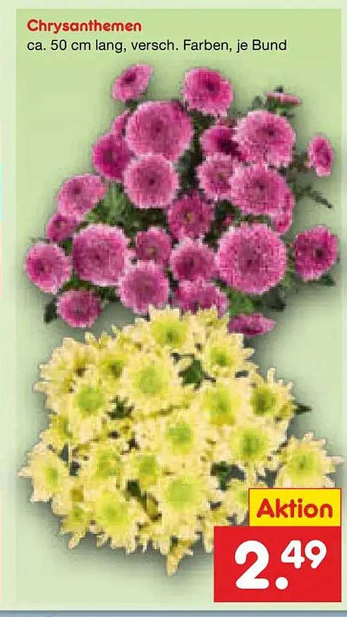 Chrysanthemen