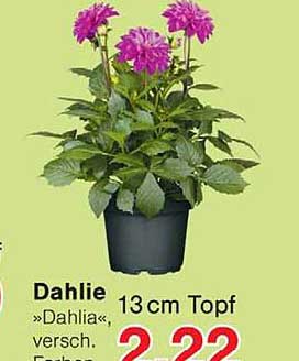 Dahlie »Dahlia« versch. Farben 13 cm Topf