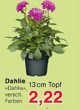 Dahlie „Dahlia“, versch. Farben 13cm Topf