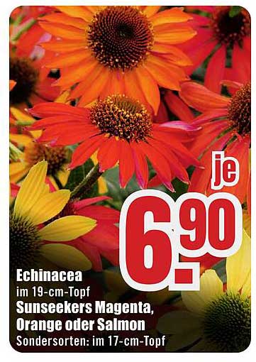 Echinacea im 19-cm-Topf Sunseekers Magenta, Orange oder Salmon Sondersorten: im 17-cm-Topf