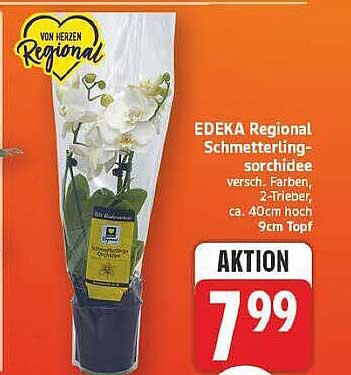 EDEKA Regional Schmetterlings- orchidee versch. Farben, 2-Trieber, ca. 40cm hoch 9cm Topf