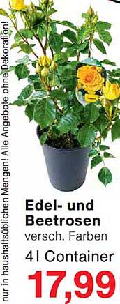 Edel- und Beetrosen