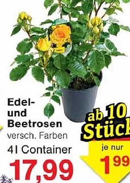 Edel- und Beetrosen versch. Farben 4l Container