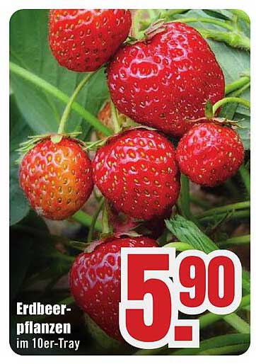 Erdbeer-pflanzen im 10er-Tray
