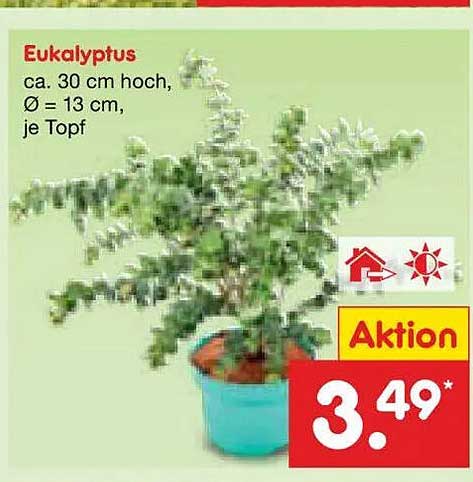 Eukalyptus