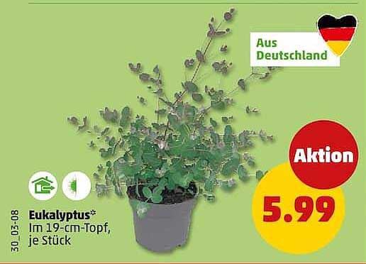 Eukalyptus* Im 19-cm-Topf, je Stück