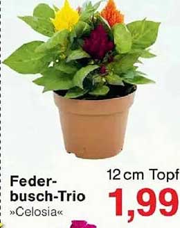 Feder-busch-Trio »Celosia«
