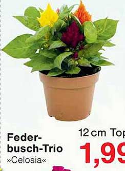 Feder-busch-Trio »Celosia«