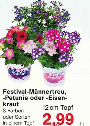 Festival-Männertreu, -Petunie oder -Eisenkraut