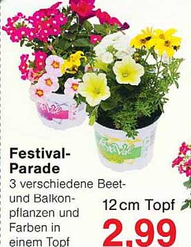 Festival-Parade 3 verschiedene Beet- und Balkonpflanzen und Farben in einem Topf 12 cm Topf