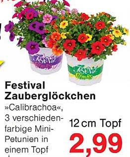 Festival Zauberglöckchen »Calibrachoa« 3 verschiedenfarbige Mini-Petunien in einem Topf 12 cm Topf