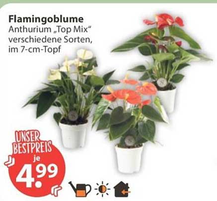 Flamingoblume Anthurium „Top Mix“ verschiedene Sorten, im 7-cm-Topf