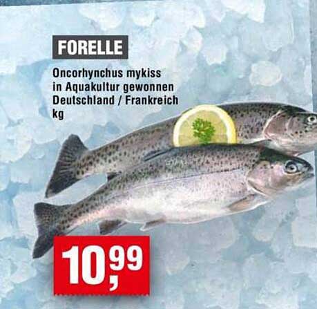FORELLE Oncorhynchus mykiss in Aquakultur gewonnen Deutschland / Frankreich kg