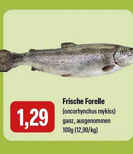Frische Forelle