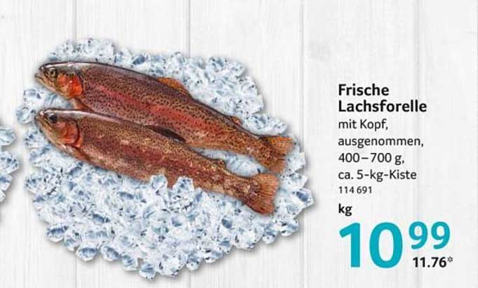 Frische Lachsforelle mit Kopf, ausgenommen, 400 – 700 g, ca. 5-kg-Kiste