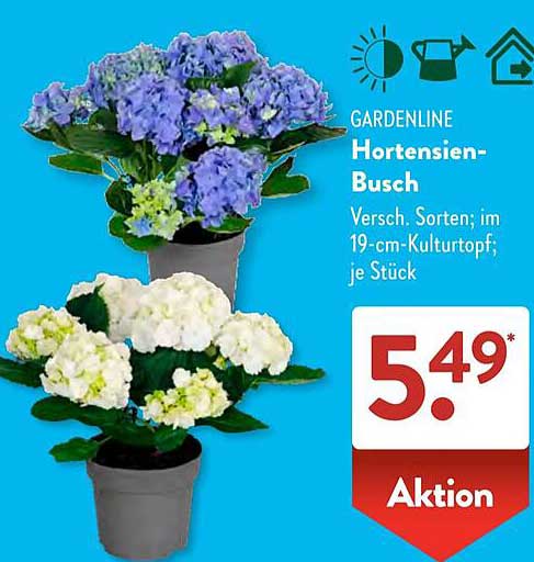 GARDENLINE Hortensien-Busch