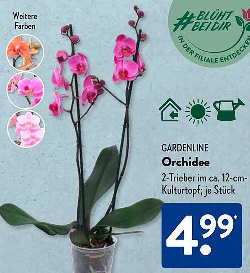 GARDENLINE Orchidee