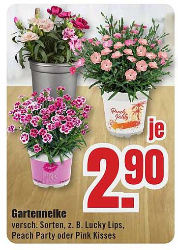 Gartennelke versch. Sorten, z. B. Lucky Lips, Peach Party oder Pink Kisses