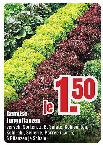 Gemüse-Jungpflanzen