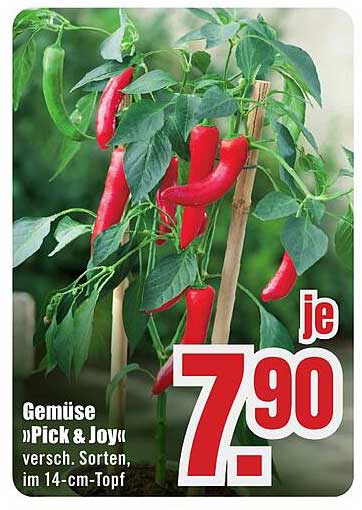 Gemüse »Pick & Joy« versch. Sorten, im 14-cm-Topf