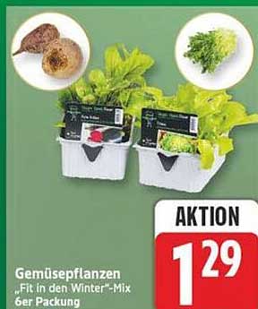 Gemüsepflanzen „Fit in den Winter“-Mix 6er Packung