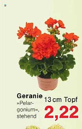 Geranie 13 cm Topf »Pelargonium«, stehend