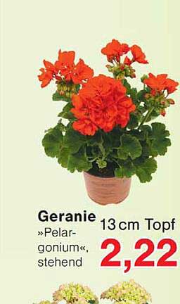 Geranie 13 cm Topf »Pelargonium«, stehend