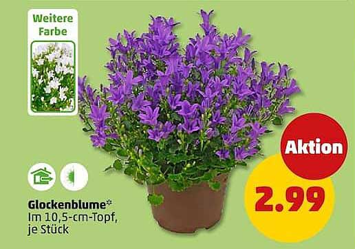 Glockenblume*