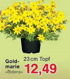 Gold-marie »Bidens« 23 cm Topf