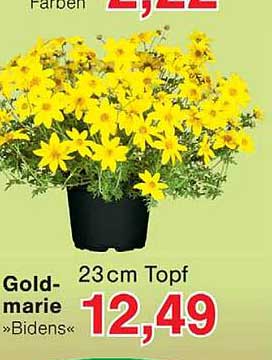 Gold-marie »Bidens« 23cm Topf