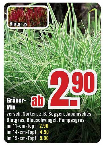 Gräser-Mix versch. Sorten, z. B. Seggen, Japanisches Blutgras, Blauschwingel, Pampasgras