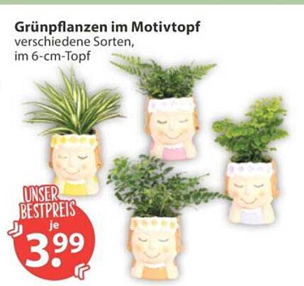 Grünpflanzen im Motivtopf