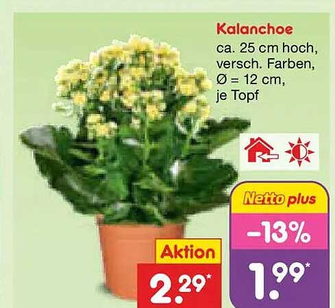 Kalanchoe ca. 25 cm hoch, versch. Farben, Ø = 12 cm, je Topf