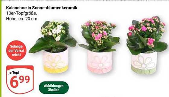 Kalanchoe in Sonnenblumekeramik