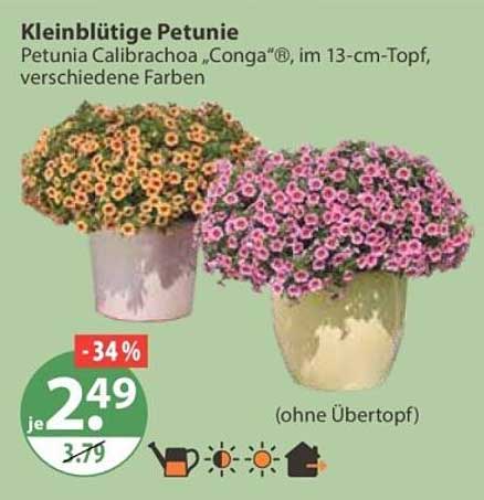 Kleinblütige Petunie
Petunia Calibrachoa „Conga“®, im 13-cm-Topf, verschiedene Farben