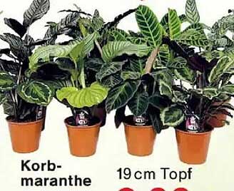 Korb-maranthe 19 cm Topf