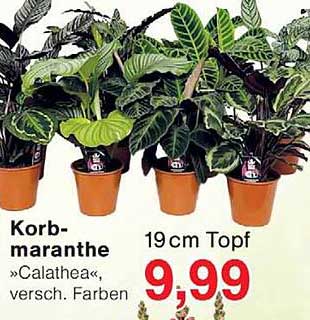 Korb-maranthe »Calathea«, versch. Farben