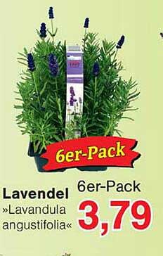 Lavendel 6er-Pack »Lavandula angustifolia«
