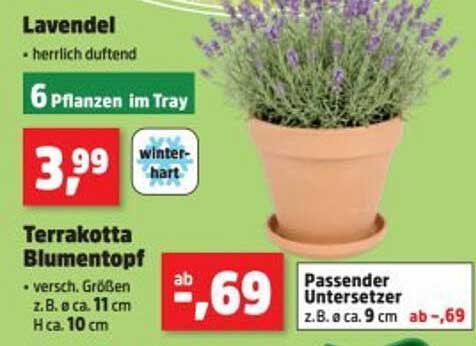 Lavendel