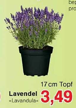 Lavendel »Lavandula« 17 cm Topf