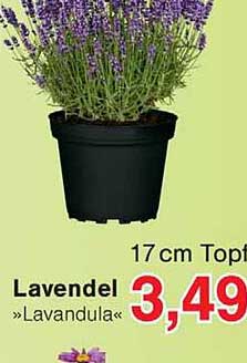 Lavendel »Lavandula«