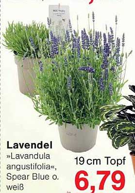 Lavendel »Lavandula angustifolia«, Spear Blue o. weiß