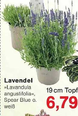 Lavendel