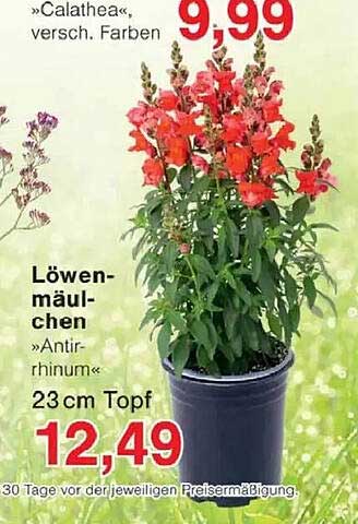 Löwenmäulchen »Antirhinum« 23 cm Topf